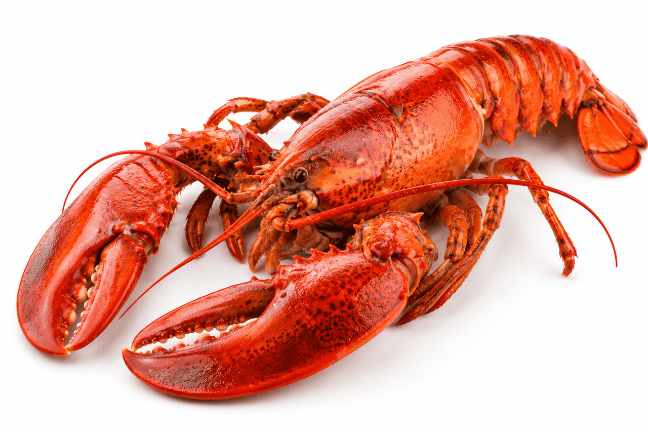 Frozen lobster whole 700 -1000 gm per piece - 10 kg - Wholesale Product | Platraw
